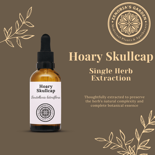 Hoary Skullcap Tincture