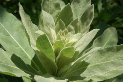 Mullein live plant, 3 Starter Plugs or 3.25 Inch Pot, Verbascum thapsus Perennial, Fuzzy Foliage for Sunny Gardens