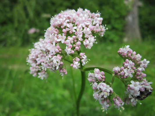 Valerian Plant Starter Plugs, Perennial Herb for Pollinator Gardens, Fragrant Pink-White Blooms