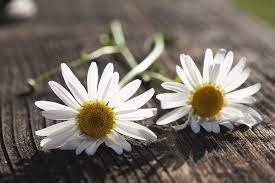 Chamomile Plant (3.5 Inch Pot)
