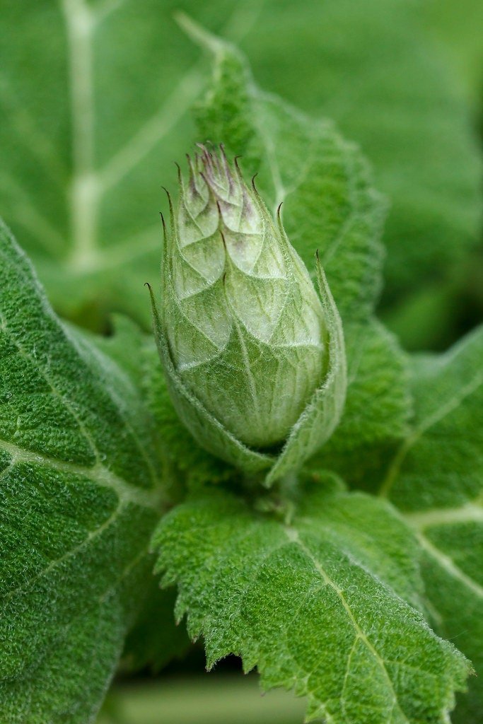 Clary Sage Plant, Quart Pot, Organic potting mix
