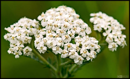 Yarrow Plant: Hardy Perennial Herb, White Blooms -3 Starter Plugs or 3.25 Inch Pot