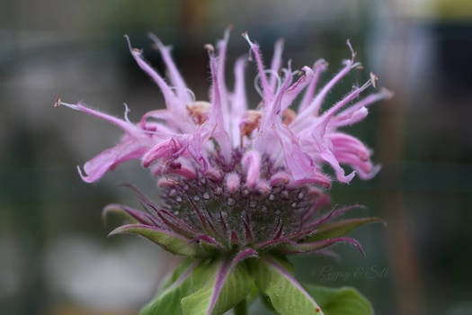 Wild Bergamot Plant, 3.5 Inch Pot