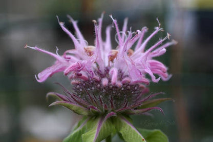 Wild Bergamot Plant, 3.5 Inch Pot
