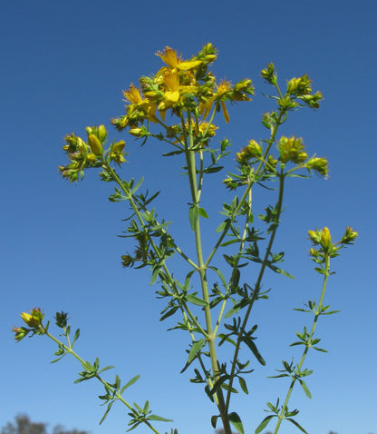 St. John’s Wort Herb Plant, 3 Starter Plugs – Bright Yellow Flowering Perennial