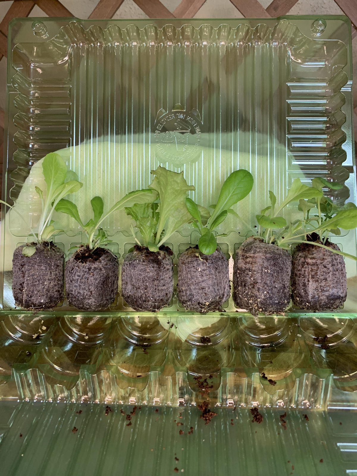 Lettuce Seedlings, 3 or 6 Live Plugs for Garden Transplants, Soil or Hydroponic Growing
