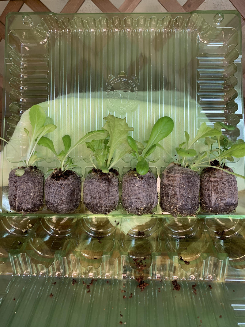 Lettuce Seedlings, 3 or 6 Live Plugs for Garden Transplants, Soil or Hydroponic Growing
