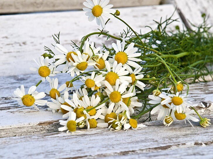 Chamomile Plant (3.5 Inch Pot)