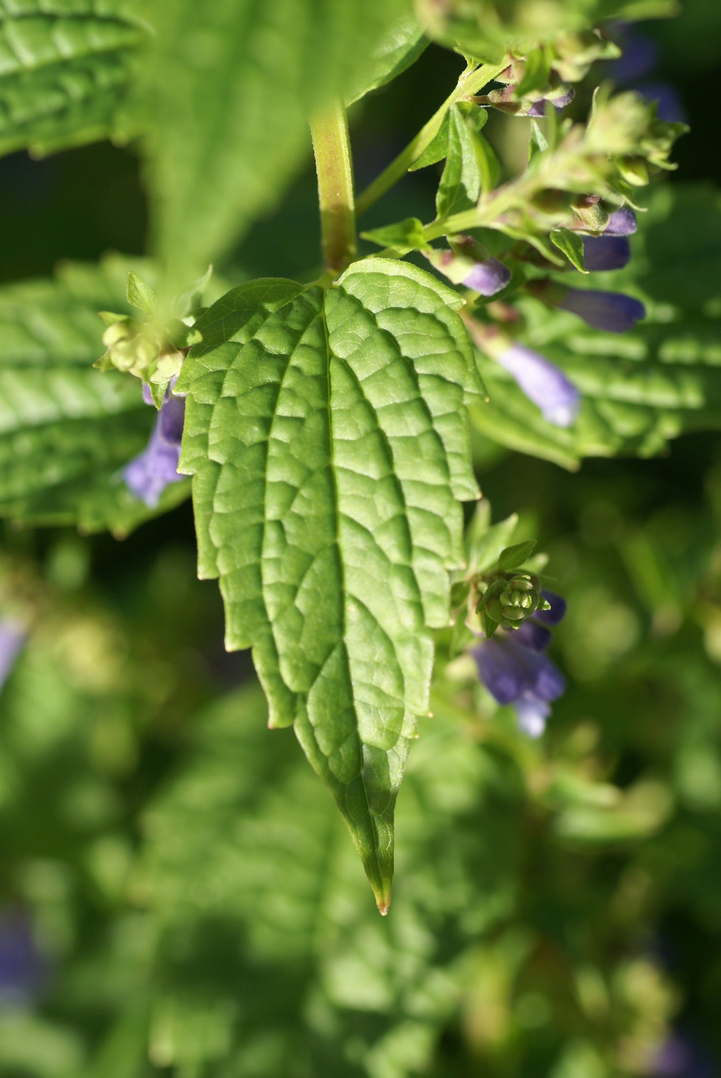 Skullcap, Official (Scutellaria lateriflora) Live Plant, 3.5 Inch Pot