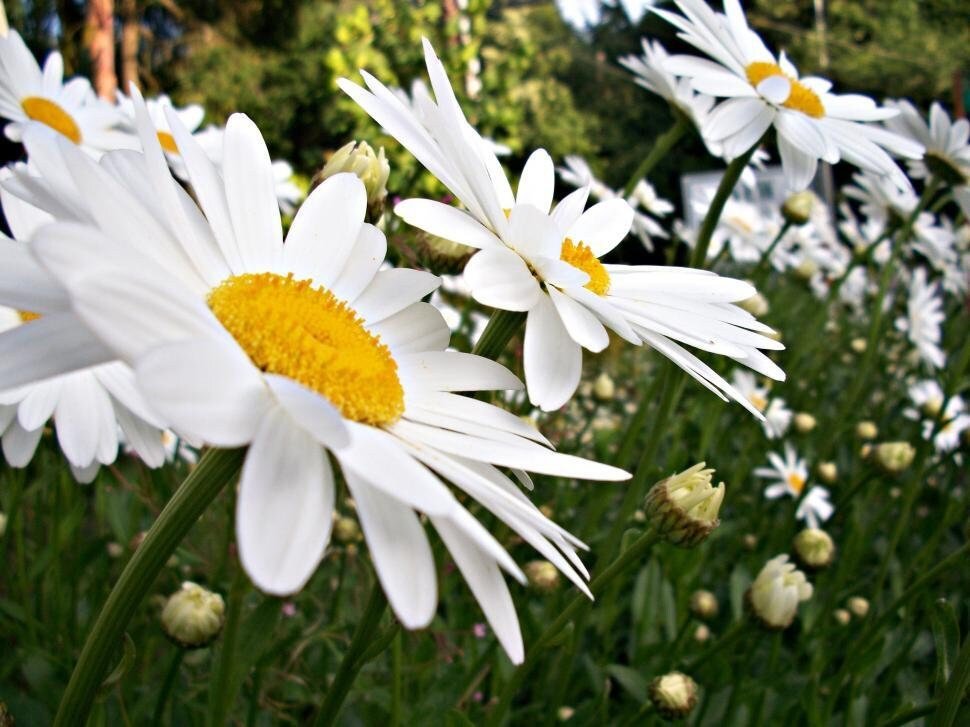 Chamomile Plant (3.5 Inch Pot)