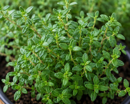Lemon Thyme Plant, Fresh Kitchen Herb for Windowsill Cooking, 3.25 inch pot