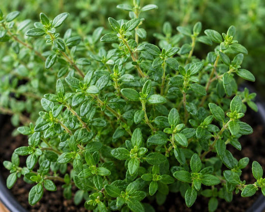 Lemon Thyme Plant, Fresh Kitchen Herb for Windowsill Cooking, 3.25 inch pot