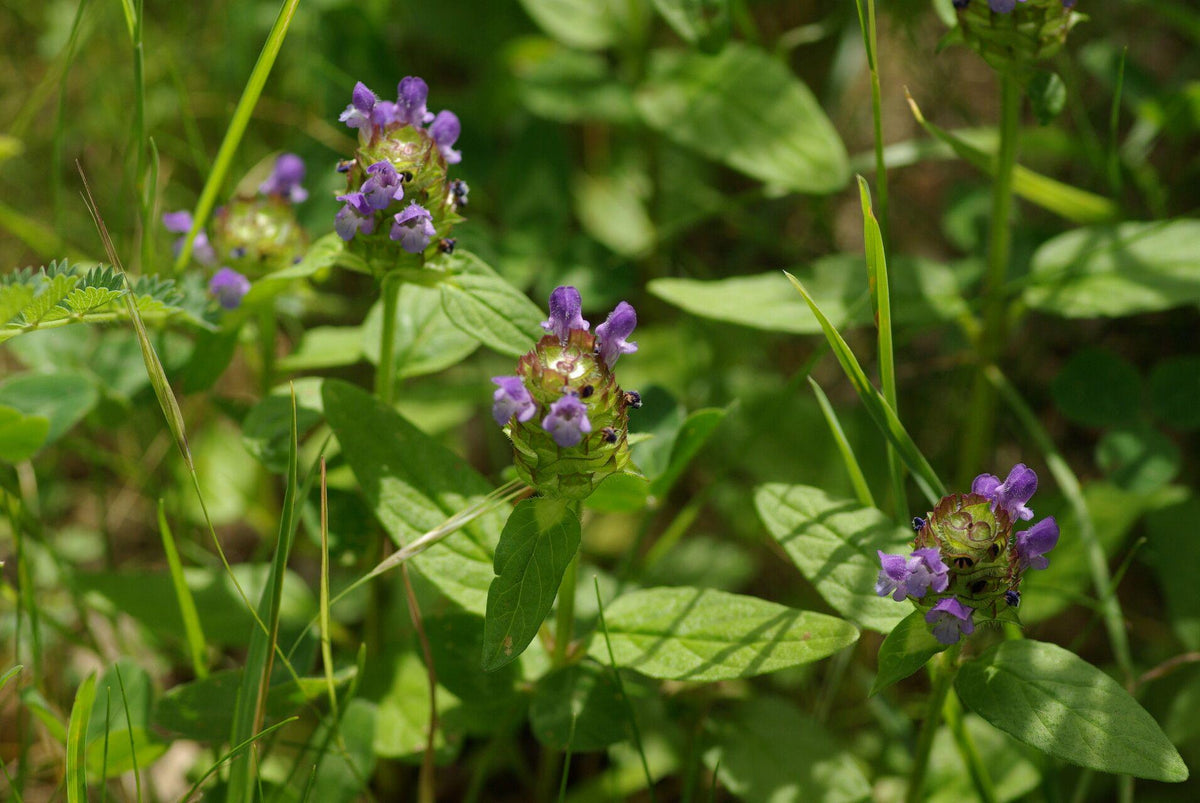 Self Heal Live Starter Plugs (Prunella Vulgaris), 3 Starter Plugs or 3.25 Inch Pot, Perennial plant