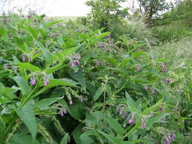 Comfrey Plant (Symphytum Officinale), 3.5 Inch Pot