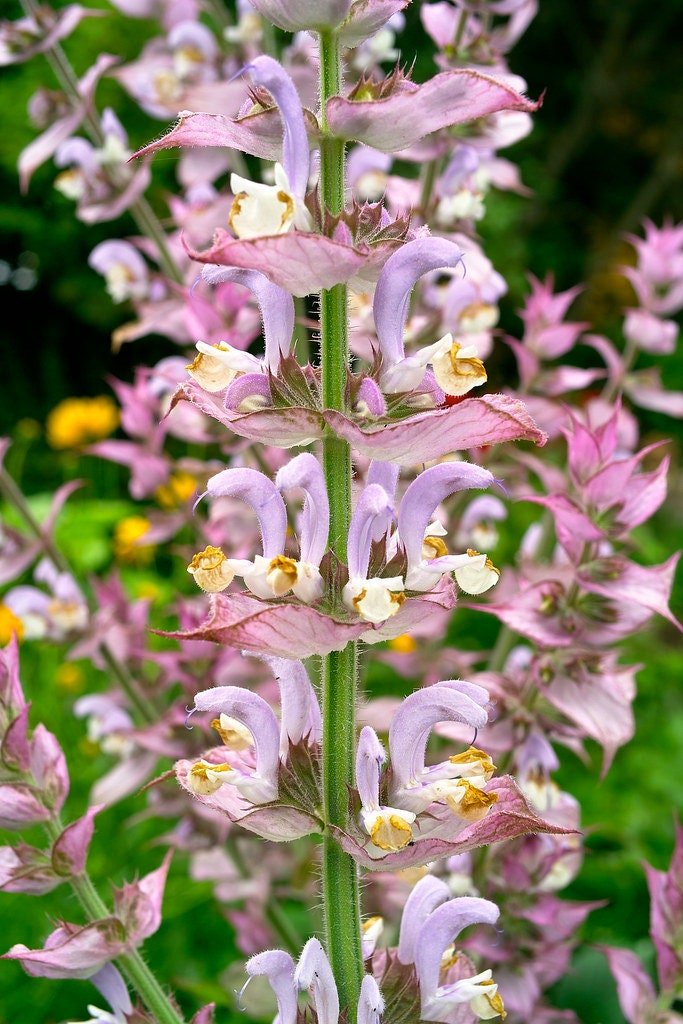 Clary Sage Plant, Quart Pot, Organic potting mix