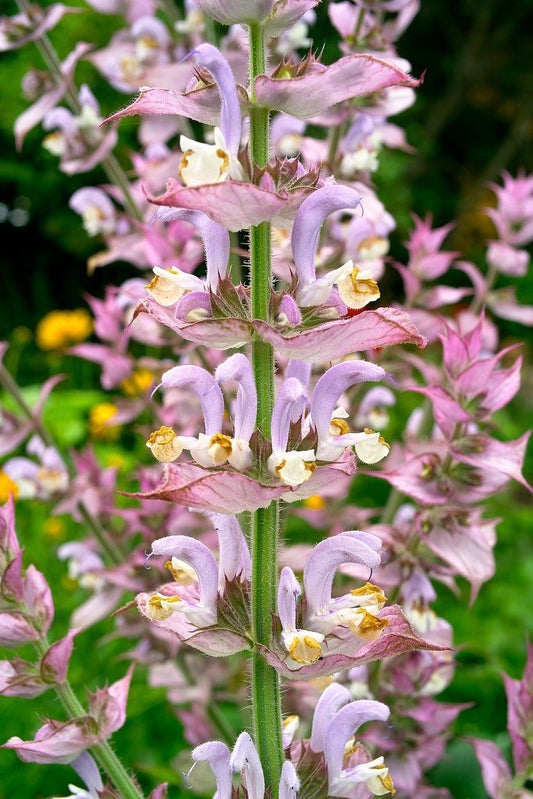 Clary Sage Plant, Quart Pot, Organic potting mix