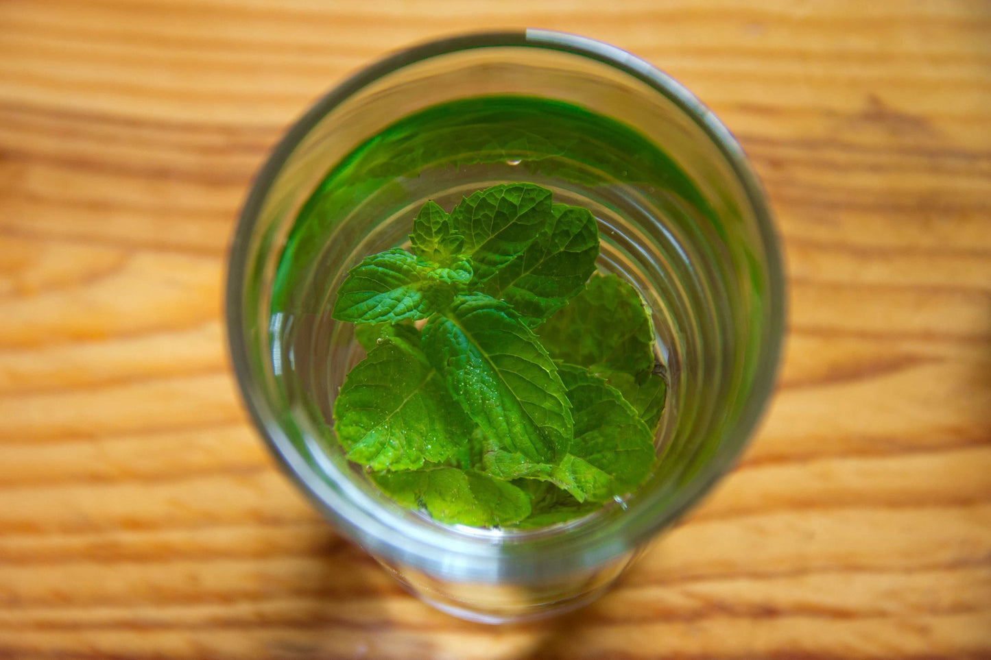 Lemon Balm Plant, 3.5 Inch Pot