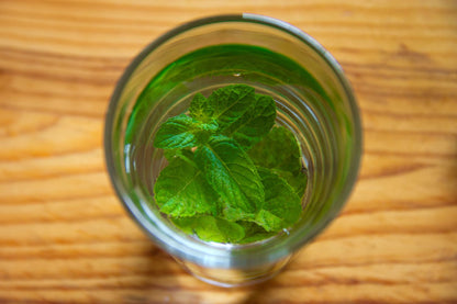 Lemon Balm Plant, 3.5 Inch Pot