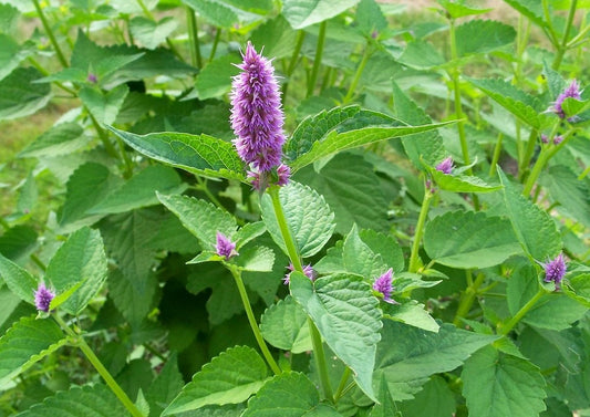 Anise Hyssop Live Plant (Agastache foeniculum) 3.5 Inch Pot