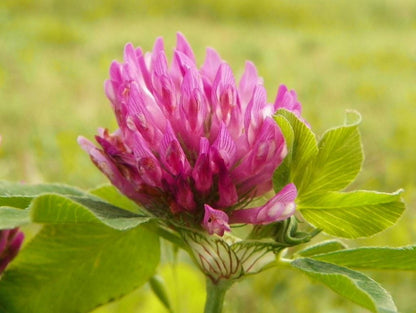 Red Clover Live Plant, Perennial Herb for Pollinator Gardens, 3.25 Inch Pot