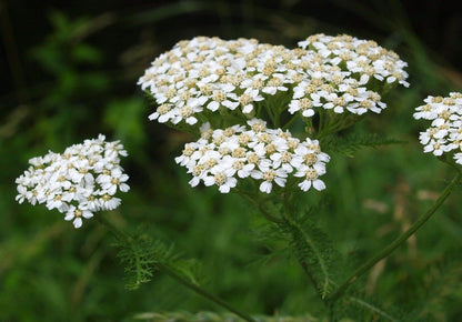 Yarrow Tincture, 1 oz bottle