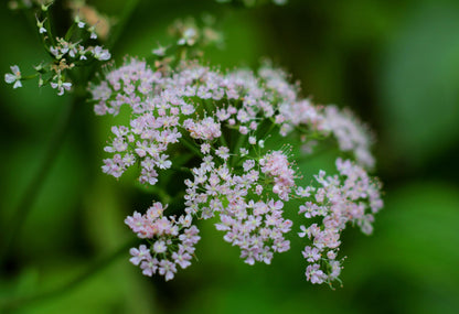 Valerian Plant Starter Plugs, Perennial Herb for Pollinator Gardens, Fragrant Pink-White Blooms