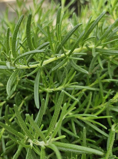 Foxtail Rosemary Live Plant, 3.25 Inch Pot, Organic potting mix, Culinary Herb