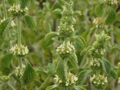 Horehound Live Plant, 3.5 Inch Pot