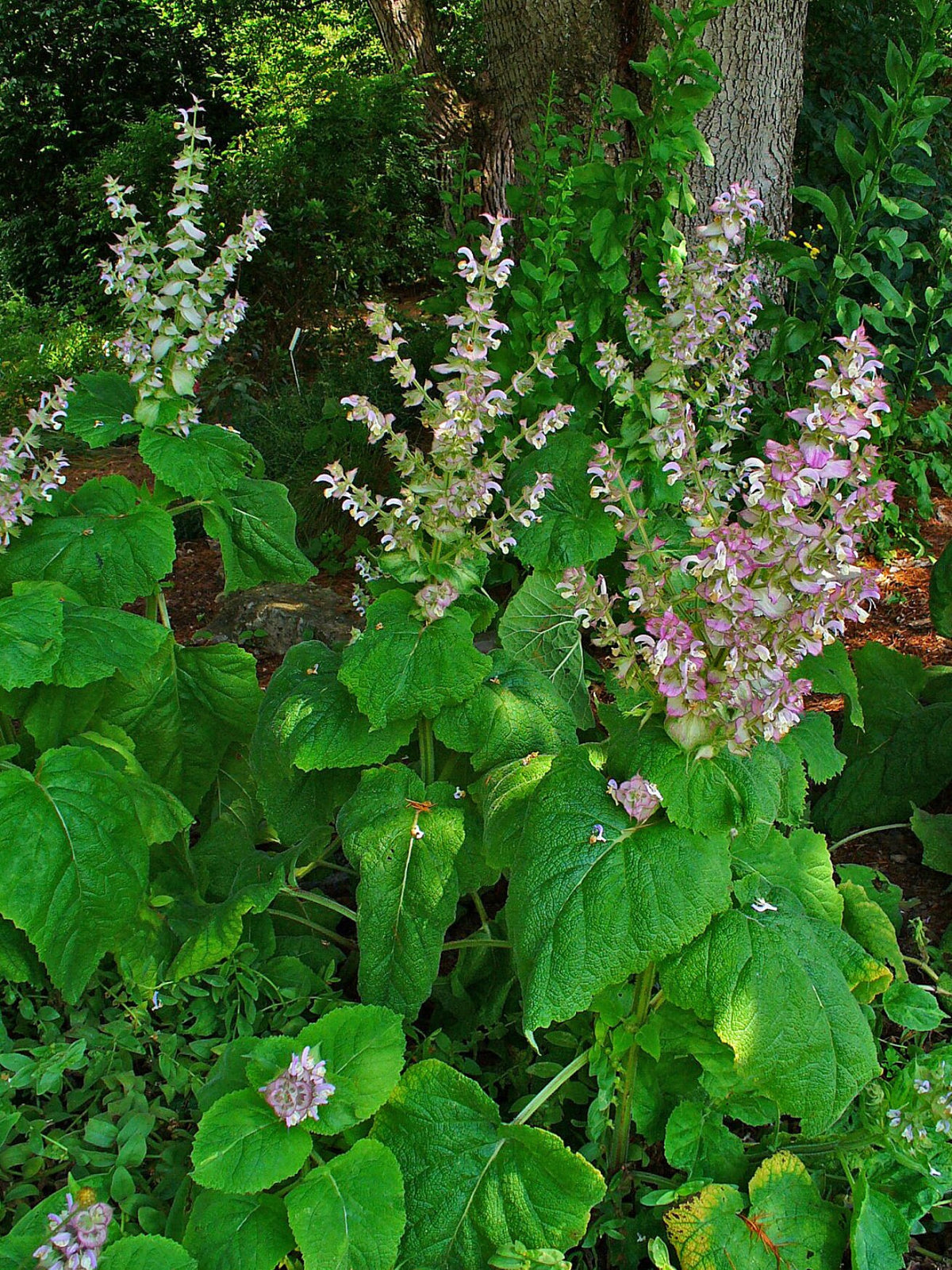 Clary Sage Plant, Quart Pot, Organic potting mix