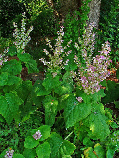 Clary Sage Plant, Quart Pot, Organic potting mix