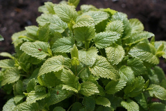 Lemon Balm Plant, 3.5 Inch Pot