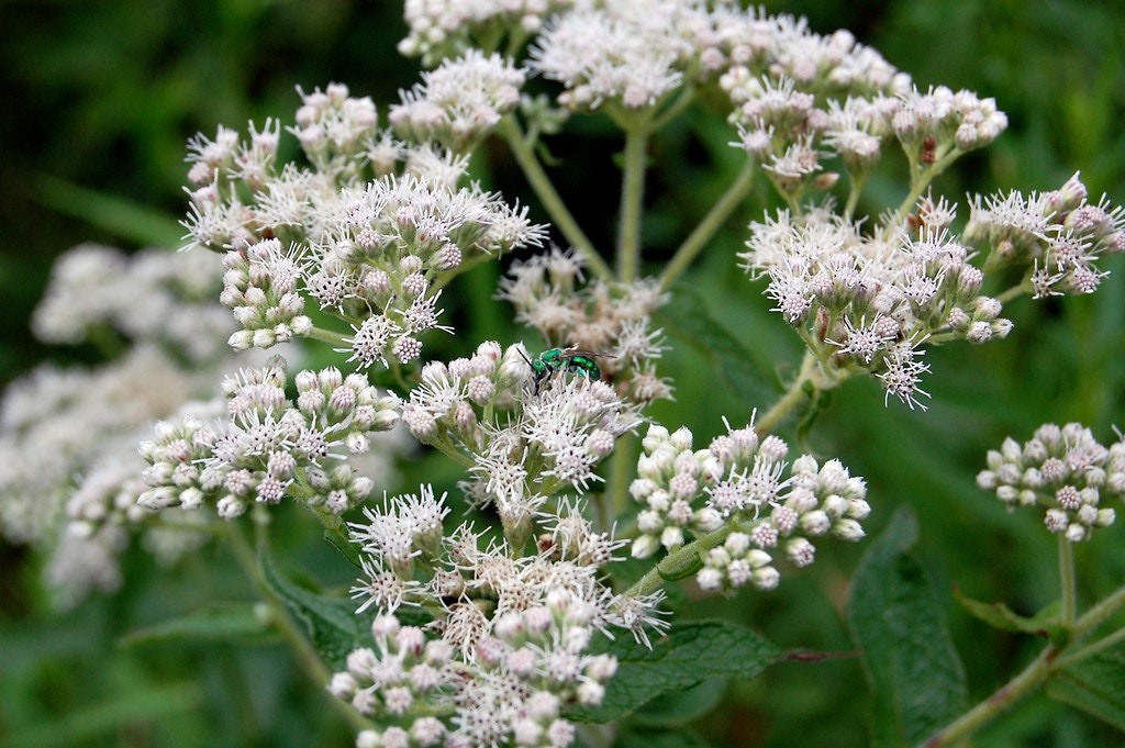 Boneset Tincture, 1 oz bottle