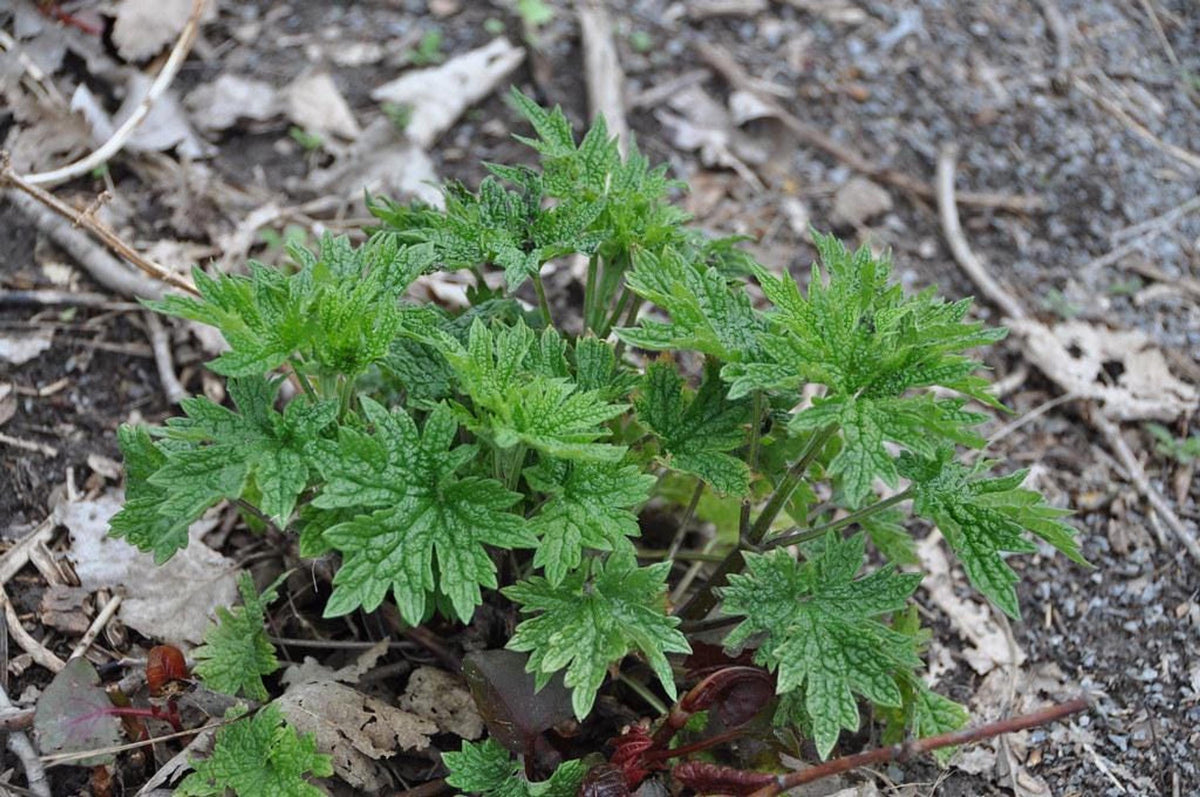 Mugwort Live Plant: Mosquito Repellent, Herbal Tea, Perennial