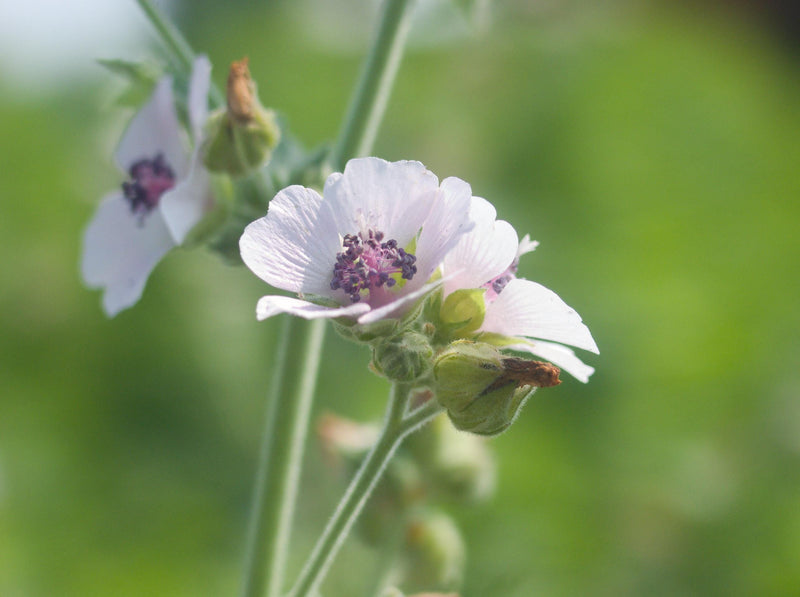 Marshmallow Plant, 3 Starter Plugs,  Althaea officinalis -