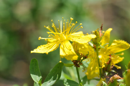 St. John’s Wort Herb Plant, 3 Starter Plugs – Bright Yellow Flowering Perennial