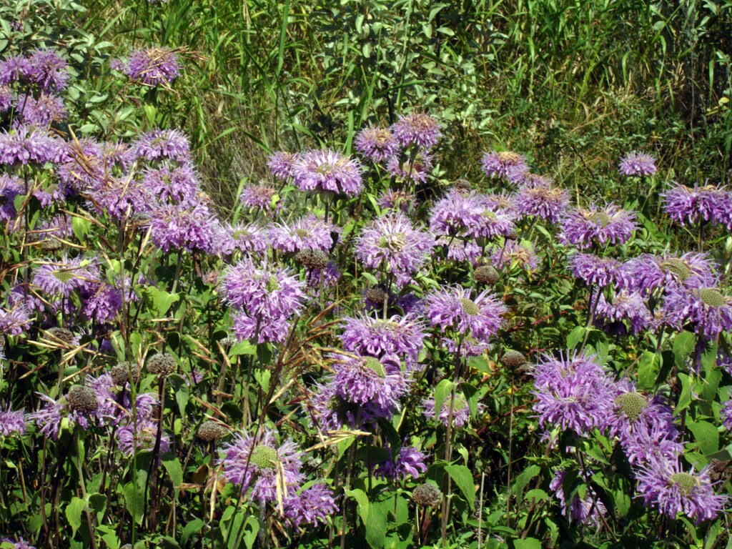 Wild Bergamot Plant, 3.5 Inch Pot
