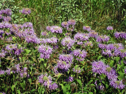Wild Bergamot Plant, 3.5 Inch Pot