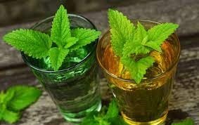Lemon Balm Plant, 3.5 Inch Pot