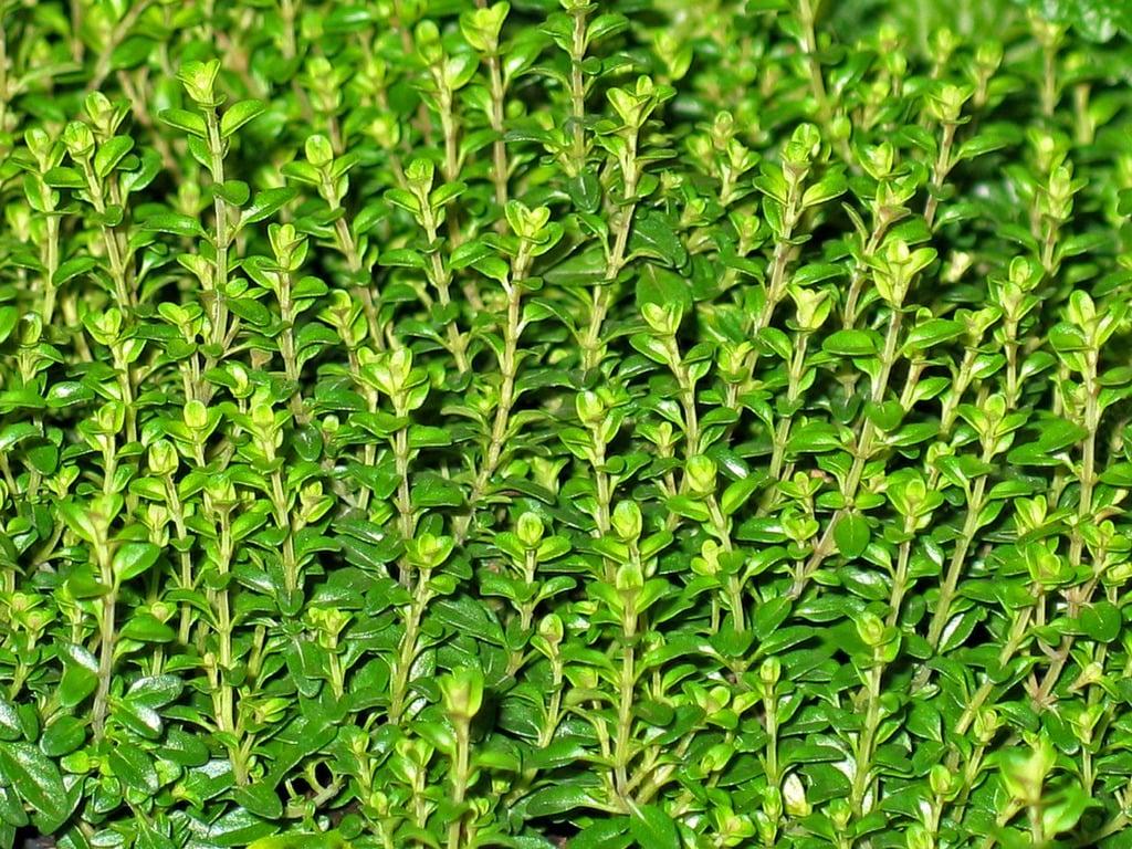 English Thyme Plant, 3 Starter Plugs, Fragrant Culinary Herb