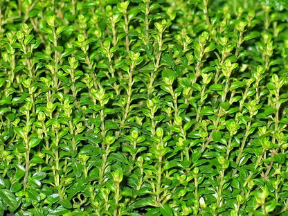 English Thyme Plant, 3 Starter Plugs, Fragrant Culinary Herb