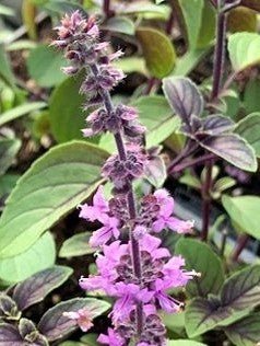 African Blue Basil Live Plant, 3.5 Inch Pot