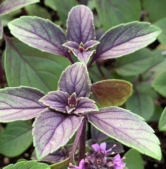 African Blue Basil Live Plant, 3.5 Inch Pot