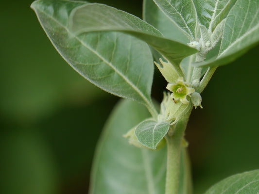Ashwagandha Vedic Live Plant, 3.25 Inch Pot