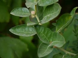 Ashwagandha Vedic Live Plant, 3.25 Inch Pot