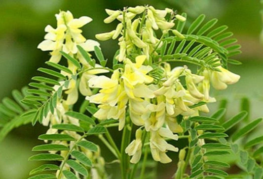 Astragalus Live Plant, 3.25 Inch Pot