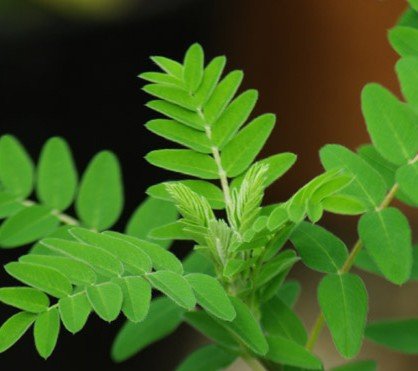 Astragalus Live Plant, 3.25 Inch Pot
