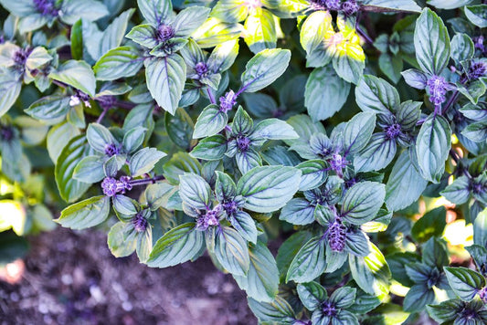African Blue Basil Live Plant, 3.5 Inch Pot