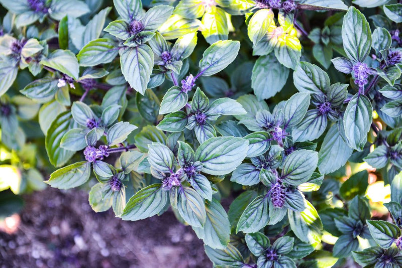 African Blue Basil Live Plant, 3.5 Inch Pot