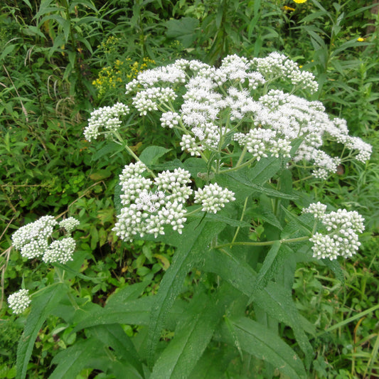 Boneset Live Plant, 3.25 inch pot