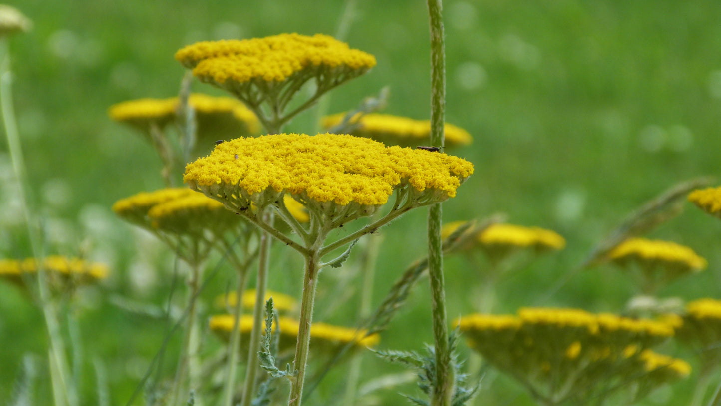 Gold Yarrow Live Plant, 3.5 Inch Pot
